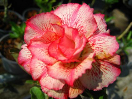 ADENIUM OBESUM PETSAYRUNG /5 semen/