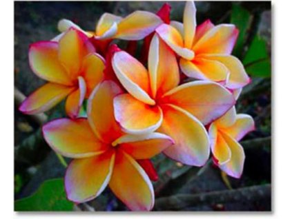 PLUMERIA RUBRA BEAUTYFUL ORANGE /5 SEMEN/