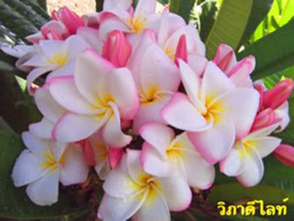 PLUMERIA RUBRA WIPA DELIGHT /5 SEMEN/