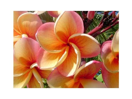 PLUMERIA RUBRA SWEET DIAMOND /5 SEMEN/