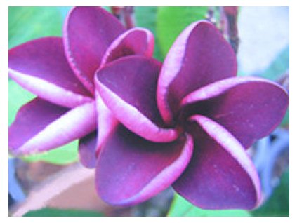 PLUMERIA RUBRA MAITHAI /5 SEMEN/