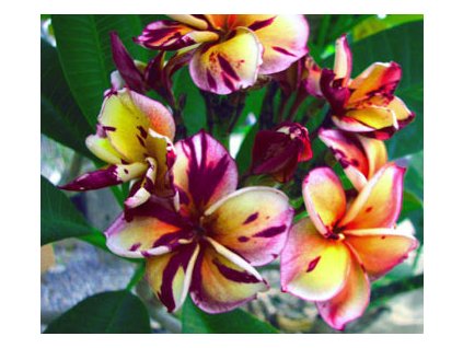 PLUMERIA RUBRA BLACK CYCLONE /5 SEMEN/