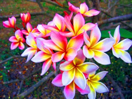 PLUMERIA RUBRA CHANTRA /5 SEMEN/