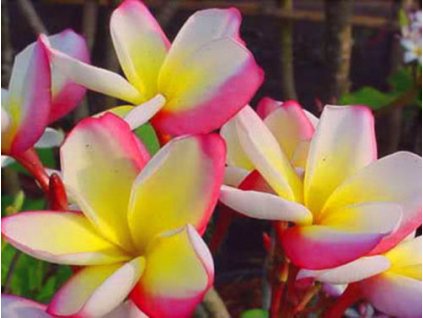 PLUMERIA RUBRA SAIM RAINBOW /5 SEMEN/