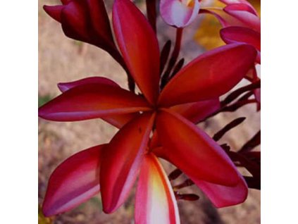 PLUMERIA RUBRA JOUNGPORN /5 SEMEN/