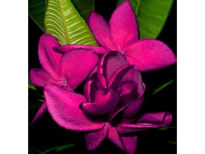 PLUMERIA RUBRA HIGHNESS QUEEN /5 SEMEN/