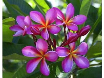 PLUMERIA RUBRA PURPLE1 /5 SEMEN/