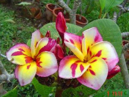 PLUMERIA RUBRA THREEKINGS /5 SEMEN/