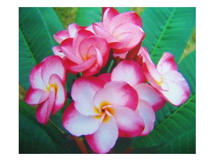 PLUMERIA RUBRA KASEM DELIGHT /5 SEMEN/