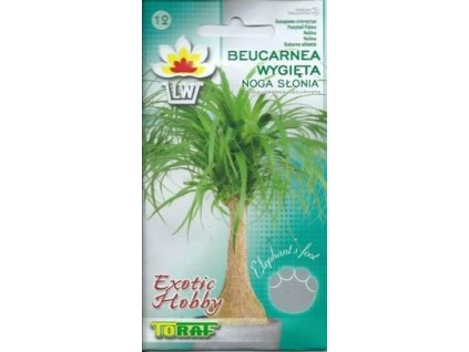 toraf beucarnea wygieta noga slonia 10szt