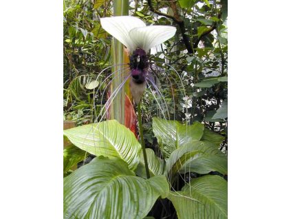 KVĚT-NETOPÝR NEJKRÁSNĚJŠÍ ROSTLINA SVĚTA - Tacca intergrifolia