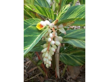 Galgán Porcelánový-ALPINIA ZERUMBET /3 SEMENA/