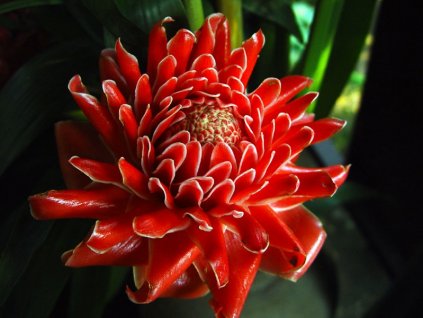 ČERVENÝ ZÁZVOR-ETLINGERA ELIATOR/5 semen/