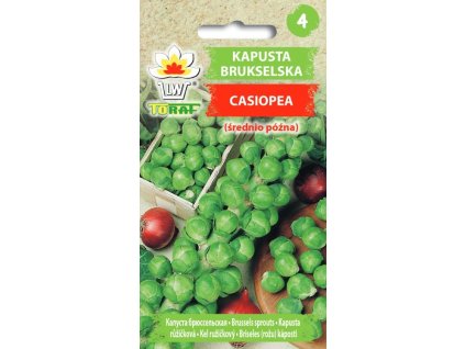 KAPUSTA RŮŽIČKOVÁ ODRŮDA CASIOPEA