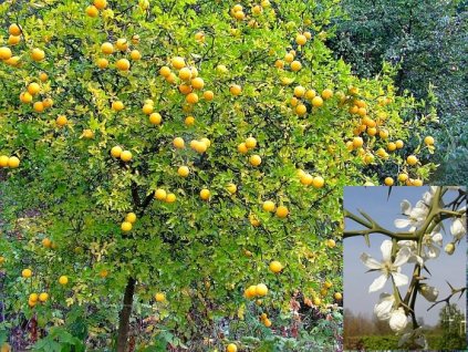 Citronečník trojlistý - Poncirus Trifoliata /5 SEMEN /