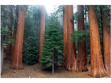 SEKVOJOVEC OBROVSKÝ -Sequoiadendron Giganteum /10 semen/