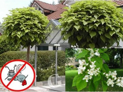 Katalpa-Catalpa Bignonoides /10 semen/