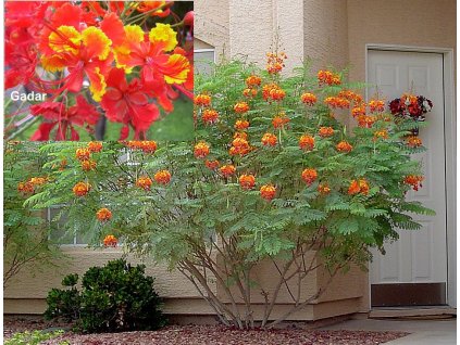 Sapan- Caesalpinia Pulcherrima Sunset /5 semen/