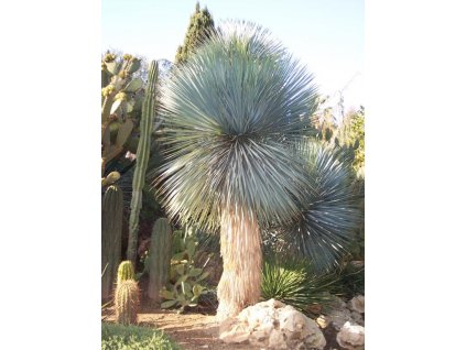 Juka rostrata - Yucca Rostrata /10 semen/