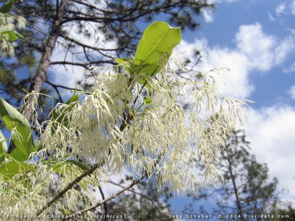 BĚLAS VIRŽINSKÝ - Chionanthus Virginicus /5 SEMEN /