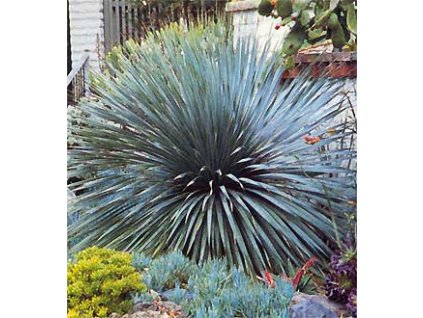 Trávovník- DASYLIRION WHEELERI /10SEMEN/