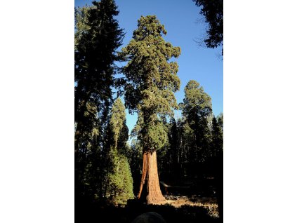 Sekvoj vždyzelená-SEQUOIA SEMPERVIRENS /10 SEMEN/