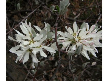 muchovník vejčitý-AMELANCHIER ROTUNDIFOLIA /50 SEMEN/