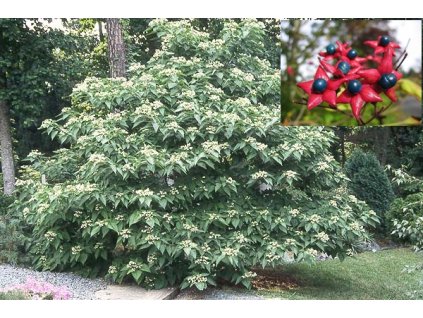 BLAHOKEŘ TROJMÝ- Clerodendron Trichotomum /10 semen/