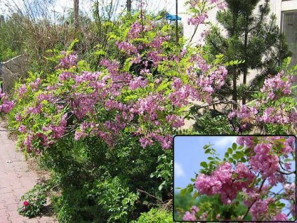 TRNOVNÍK SRSTNATÝ-ROBINIA HISPIDA  /20 SEMEN/