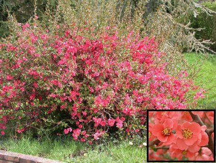 KDOULOVEC JAPONSKÝ-Chaenomeles japonica/20 SEMEN/