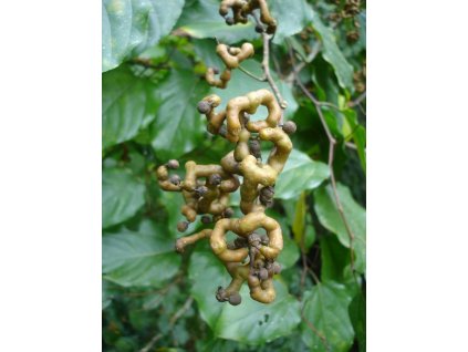 Dužistopka sladká- HOVENIA DULCIS /10 semen/