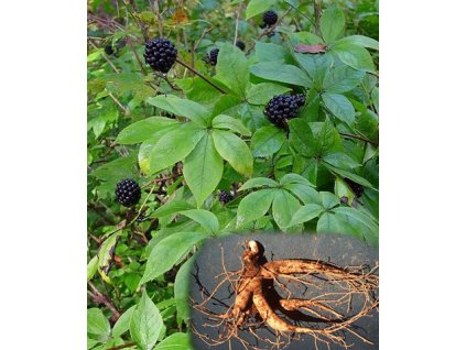 Eleuterokok ostnitý"Sibiřský ženšen"-Acanthopanax Senticosus / 5 semen/