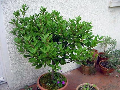 VAVŘÍN VZNEŠENÝ BOBKOVÝ LIST- Laurus nobilis /2 SEMENA/