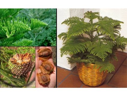 Blahočet- ARAUCARIA HETEROPHYLLA ( syn. EXCELSA) /10 SEMEN/