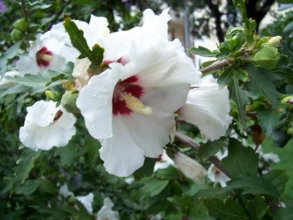 IBÍŠEK SÝRSKÝ ZAHRADNÍ BÍLÝ-Hibiscus syriacus/30 SEMEN/