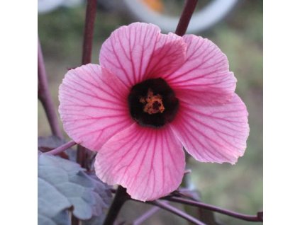 IBÍŠEK ACETOSELLA RED SHIELD-Hibiscus acetosella/10 SEMEN/