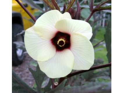 IBIŠEK JEDLÝ ODRŮDA RED BURGUNDY OKRA-Abelmoschus esculentus/10 SEMEN/