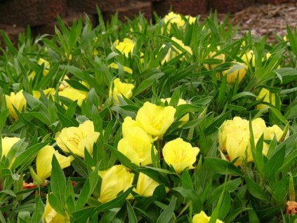 PUPALKA MISSOURSKÁ-Oenothera missouriensis/55 SEMEN/
