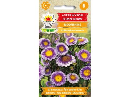 aster wysoki pomponowy moonshine f