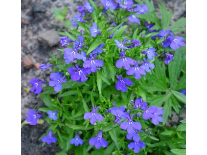 LOBELKA MODRO FIALOVÁ-Lobelia erinus compacta/ 1400 SEMEN/