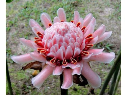 RŮŽOVÝ ZÁZVOR-ELIATOR ETLINGERA PINK - /5 SEMEN /