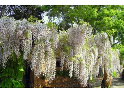 wisterie alba