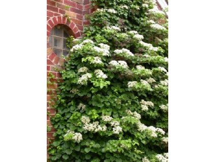 Hortenzie řapíkatá -Hydrangea Antala „Petiolaris/ 50 SEMEN/