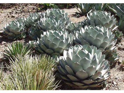 AGAVE PARRYI /5 SEMEN/