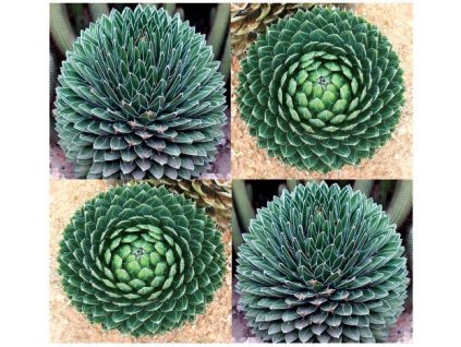 AGAVE VICTORIAE REGINAE/5semen/