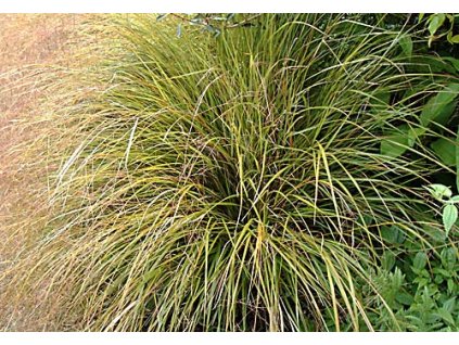 OKRASNÁ TRÁVA STIPA -Syn. Anemanthele lessoniana/100 SEMEN/