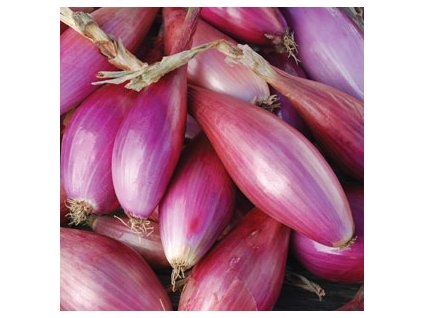 ITALSKÁ CIBULE LONG RED FLORENCE ČERVENÁ/100 SEMEN/