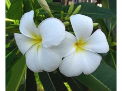 plumeria Snow White