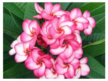 plumeria Treasure Trove