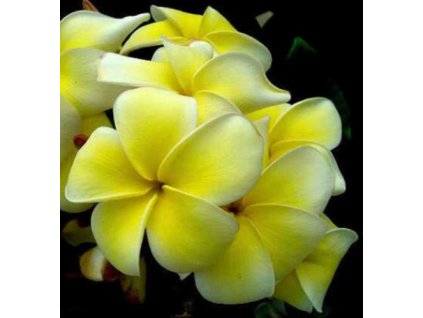 plumeria Yellow Jazz